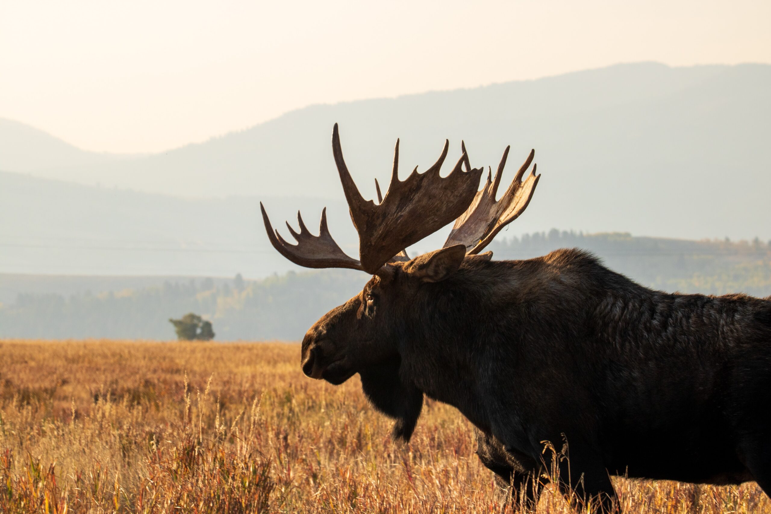 Moose at Grand Teton National Park
