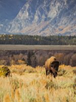 All Must Know Facts About Grand Teton National Park Before Travelling